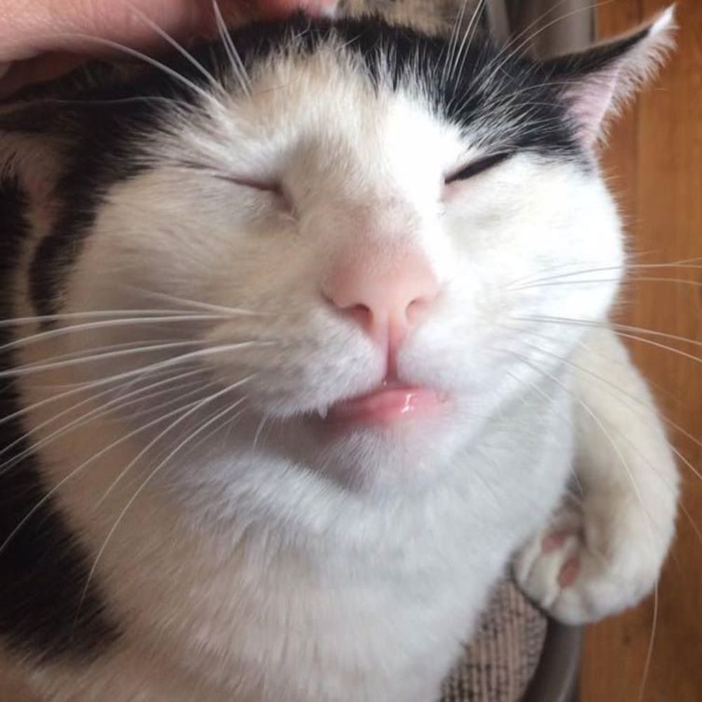 Meet your Posher, Joyce